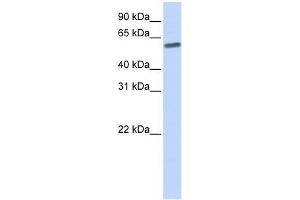 Image no. 1 for anti-SUMO/sentrin Specific Peptidase 3 (SENP3) (N-Term) antibody (ABIN632118)