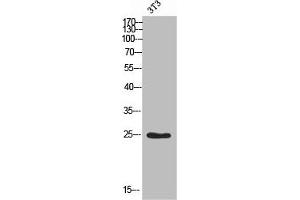 MOBKL2A antibody  (N-Term)