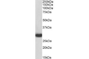 Biotinylated ABIN5539555 (0.
