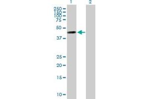 Image no. 2 for anti-Molybdenum Cofactor Synthesis 3 (MOCS3) (AA 1-460) antibody (ABIN525957)