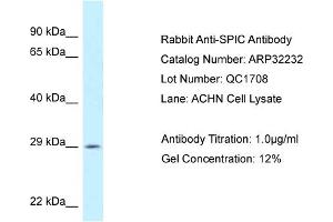 anti-Spi-C Transcription Factor (Spi-1/PU.1 Related) (SPIC) (C-Term) antibody