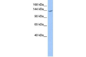 Image no. 1 for anti-Cache Domain Containing 1 (CACHD1) antibody (ABIN2459307)