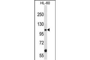 Image no. 1 for anti-TAO Kinase 2 (TAOK2) (AA 415-443) antibody (ABIN5533001)