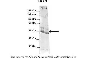 Image no. 5 for anti-GTPase Activating Protein (SH3 Domain) Binding Protein 1 (G3BP1) (N-Term) antibody (ABIN2780222)