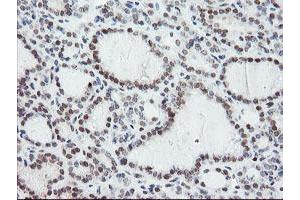 anti-Negative Regulator of Ubiquitin-Like Proteins 1 (NUB1) (AA 1-326) antibody