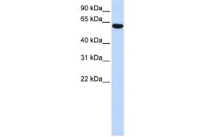 Image no. 1 for anti-Coiled-Coil Domain Containing 11 (CCDC11) (N-Term) antibody (ABIN2786216)