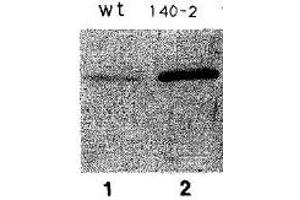 Image no. 4 for anti-Protein Phosphatase 1, Regulatory Subunit 7 (PPP1R7) (C-Term) antibody (ABIN2452121)