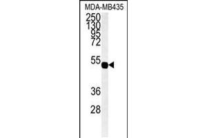 Image no. 1 for anti-Gap Junction Protein, gamma 1, 45kDa (GJC1) (AA 89-120), (N-Term) antibody (ABIN5534076)