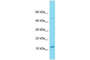 Image no. 1 for anti-Sorting Nexin 20 (SNX20) (N-Term) antibody (ABIN2791298)