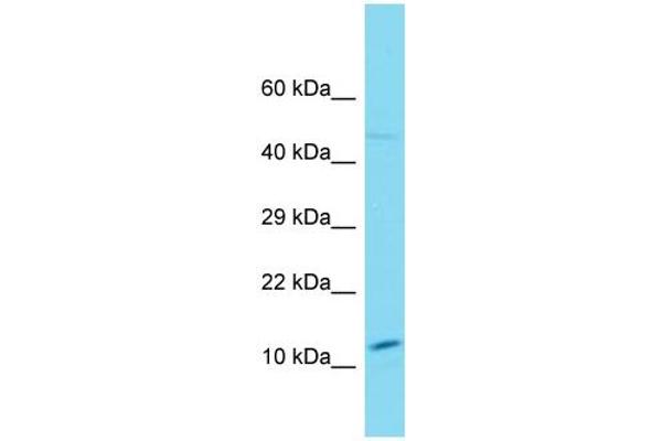 SNX20 antibody  (N-Term)