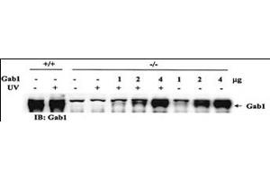 GAB1 Antikörper