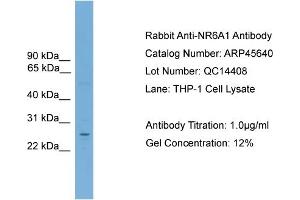 Image no. 2 for anti-Nuclear Receptor Subfamily 6, Group A, Member 1 (NR6A1) (Middle Region) antibody (ABIN2782300)