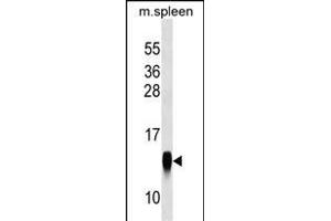 CRB3 Antibody (Center) (ABIN1538564 and ABIN2849155) western blot analysis in mouse spleen tissue lysates (35 μg/lane).