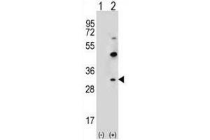 Image no. 2 for anti-Claudin 2 (CLDN2) (AA 181-209), (C-Term) antibody (ABIN951547)