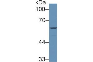 Image no. 3 for anti-Coagulation Factor IX (F9) (AA 232-455) antibody (ABIN1858771)