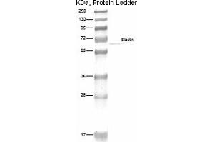 Image no. 1 for anti-Elastin (ELN) antibody (ABIN114749)