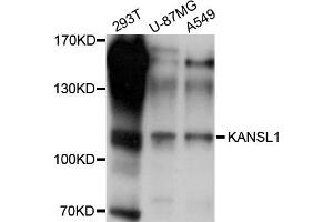 Image no. 1 for anti-KAT8 Regulatory NSL Complex Subunit 1 (KANSL1) antibody (ABIN4904119)
