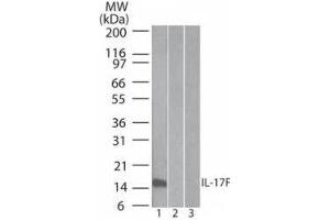 Western Blot of Mouse Anti-IL-17F antibody Lane 1: human full length recombinant IL-17F protein Lane 2: mouse full length recombinant IL-17F protein Lane 3: rat full length recombinant IL-17F protein Load: 20 ng/lane Primary antibody: Anti-IL-17F antibody at 0.