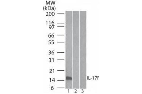 IL17F antibody  (Biotin)