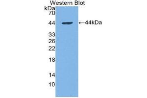 Image no. 1 for anti-Interferon alpha (IFNA) (AA 24-172) antibody (Biotin) (ABIN1862653)