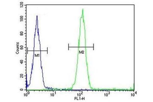 anti-Amiloride-Sensitive Cation Channel 1, Neuronal (ACCN1) (AA 120-148) antibody