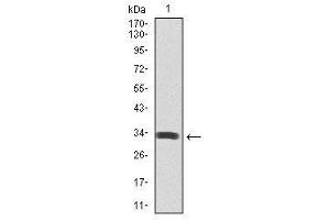 Image no. 4 for anti-Spi-B Transcription Factor (Spi-1/PU.1 Related) (SPIB) antibody (ABIN1491174)