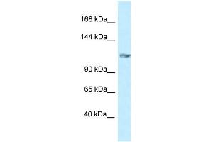 Image no. 1 for anti-Glutamate Receptor, Ionotropic, Kainate 5 (GRIK5) (N-Term) antibody (ABIN2776137)