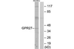 Image no. 1 for anti-G Protein-Coupled Receptor 27 (GPR27) (AA 181-230) antibody (ABIN1535740)