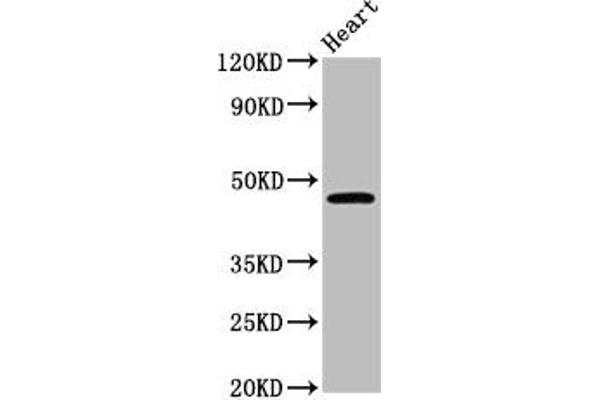 LASS3 antibody  (AA 59-134)