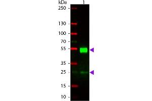 Western Blotting (WB) image for Rabbit anti-Mouse IgG (Heavy & Light Chain) antibody (TRITC) - Preadsorbed (ABIN101784)