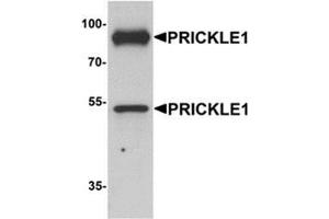 Image no. 2 for anti-Prickle-Like Protein 1 (PRICKLE1) (C-Term) antibody (ABIN1450074)