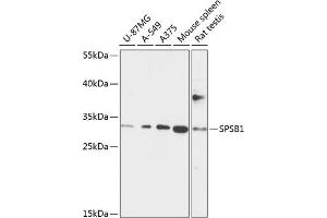 SPSB1 抗体  (AA 1-60)