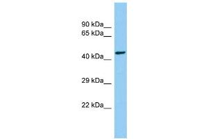 Image no. 1 for anti-Centrosomal Protein 85kDa-Like (CEP85L) (C-Term) antibody (ABIN2790931)