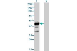 Image no. 2 for anti-ELAV-Like 3 (ELAVL3) (AA 1-367) antibody (ABIN515240)