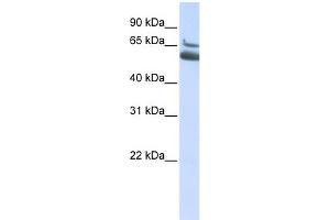 Image no. 1 for anti-Arachidonate 15-Lipoxygenase B (ALOX15B) (N-Term) antibody (ABIN2777052)