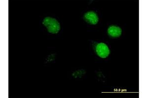 Image no. 2 for anti-Cell Division Cycle Associated 8 (CDCA8) (AA 1-280) antibody (ABIN527374)