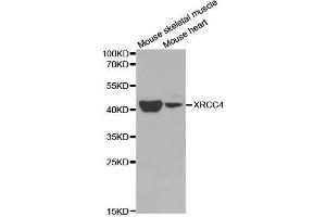 Image no. 1 for anti-X-Ray Repair Complementing Defective Repair in Chinese Hamster Cells 4 (XRCC4) antibody (ABIN3022382)