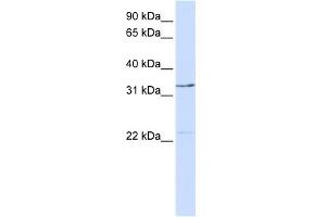 Image no. 1 for anti-General Transcription Factor IIE, Polypeptide 2 (GTF2E2) (Middle Region) antibody (ABIN2780396)