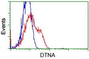 Image no. 1 for anti-Dystrobrevin alpha (DTNA) antibody (ABIN2719781)