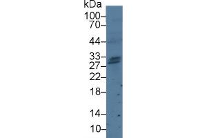 Image no. 2 for anti-Granzyme H (Cathepsin G-Like 2, Protein H-CCPX) (GZMH) (AA 19-246) antibody (ABIN1868308)