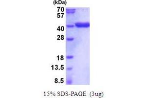 Image no. 1 for Glyceraldehyde-3-Phosphate Dehydrogenase (GAPDH) (AA 1-333) protein (His tag) (ABIN5854106)