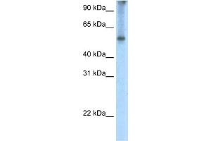 Image no. 2 for anti-Eukaryotic Translation Initiation Factor 2A, 65kDa (EIF2A) (C-Term) antibody (ABIN2776588)