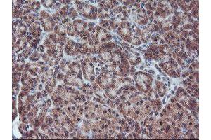 FMR1 antibody  (AA 26-279)