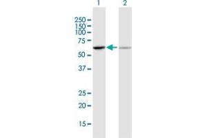 Western Blot analysis of UGT1A6 expression in transfected 293T cell line by UGT1A6 MaxPab polyclonal antibody.