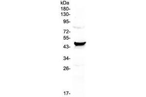 Image no. 2 for anti-Nephroblastoma Overexpressed (NOV) (AA 334-357) antibody (ABIN5647955)