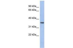 Image no. 1 for anti-Peroxisomal Biogenesis Factor 7 (PEX7) (N-Term) antibody (ABIN6743968)