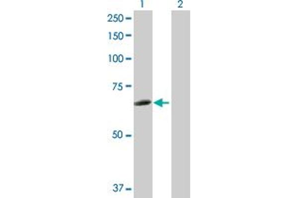 HCK antibody  (AA 1-505)