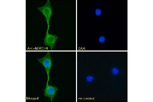 Image no. 2 for anti-Notch 4 (NOTCH4) (AA 1261-1273) antibody (ABIN768617)
