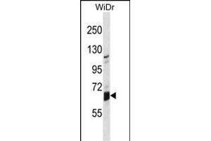 GLB1L Antibody (N-term) (ABIN1539000 and ABIN2849961) western blot analysis in WiDr cell line lysates (35 μg/lane).