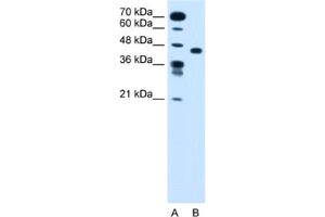 Image no. 1 for anti-Solute Carrier Family 35, Member C1 (SLC35C1) antibody (ABIN2462760)